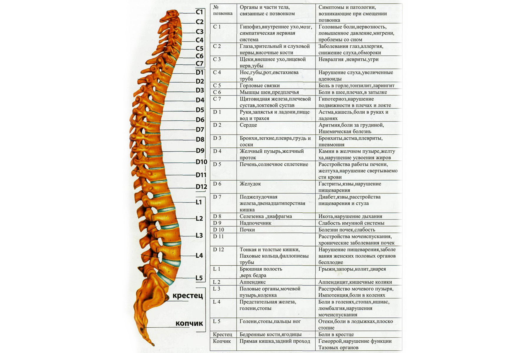 Схема позвоночника человека с обозначением